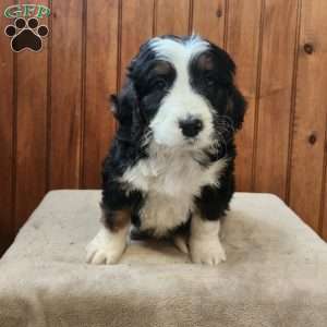 Mylan, Bernedoodle Puppy